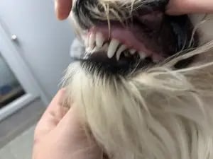 Retained baby tooth 2 | VetLand Emergency Vet | Australia | VetLand | Victoria