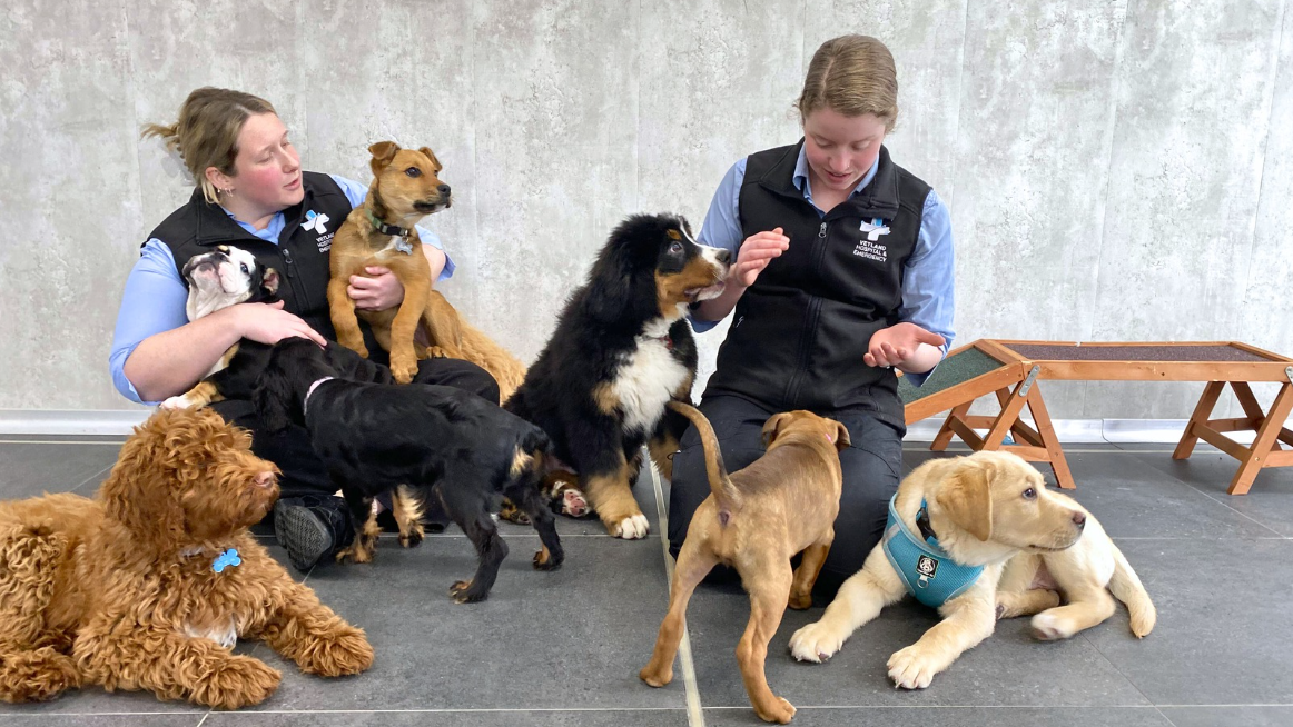 Were Changing How We Do Furever Medications Blog 1 a