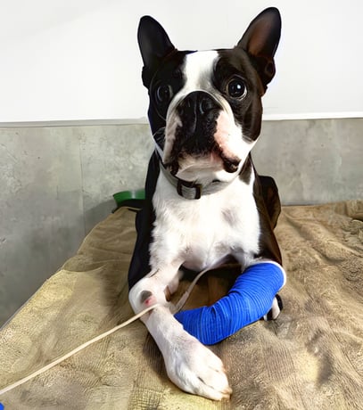 Furever medications for pets made affordable and safe at VetLand Hospital & Emergency, trusted prescriptions and lifelong veterinary support.