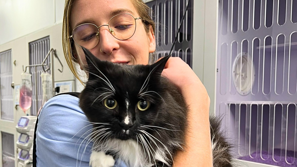 Your Cat’s Litter Box Is Talking—Here’s How to Tell If Something’s Wrong Blog - Photo 1