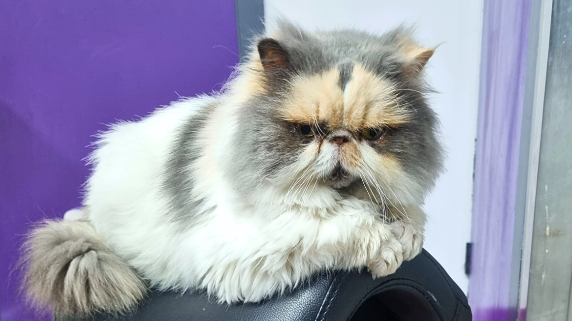 Your Cat’s Litter Box Is Talking—Here’s How to Tell If Something’s Wrong Blog - Photo 2