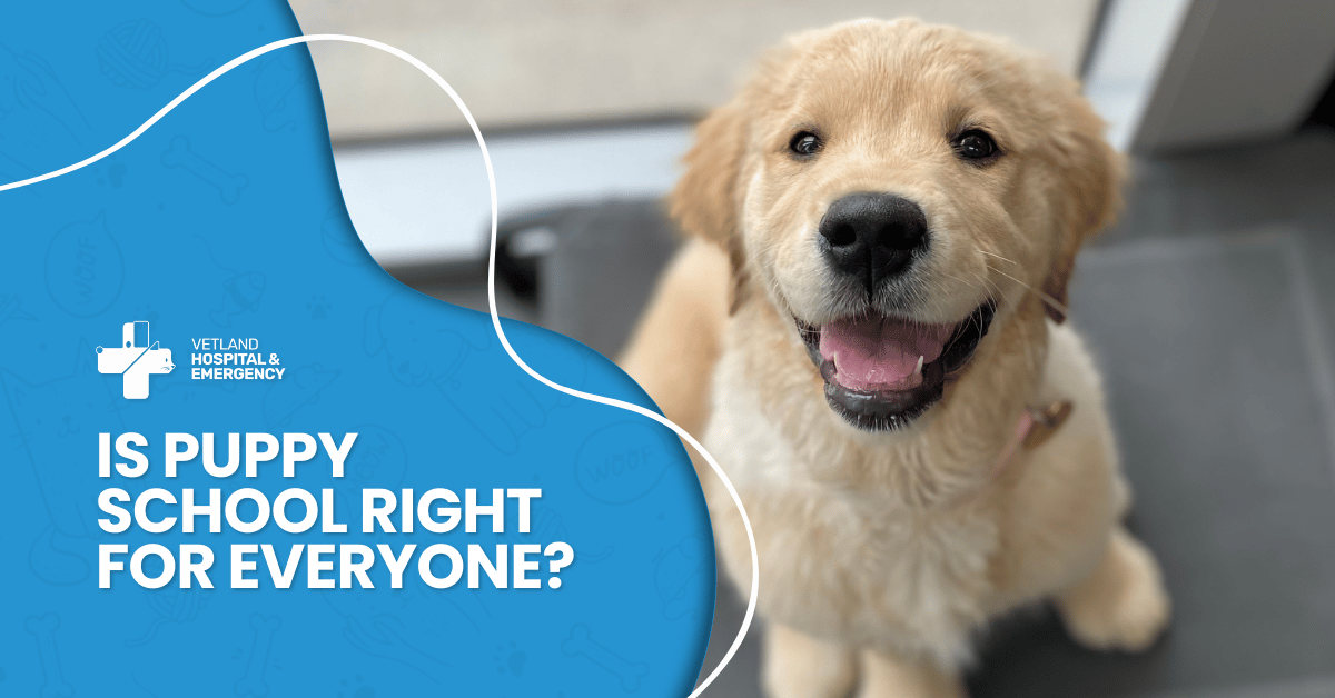 Is Puppy School Right for Everyone