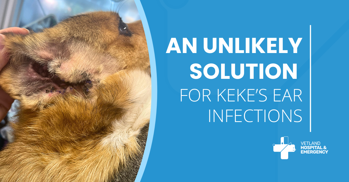 An Unlikely Solution for Keke’s Ear Infections