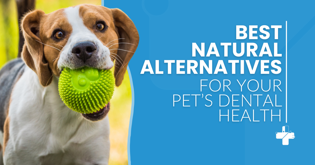 Best Natural Alternatives for your Pet’s Dental Health