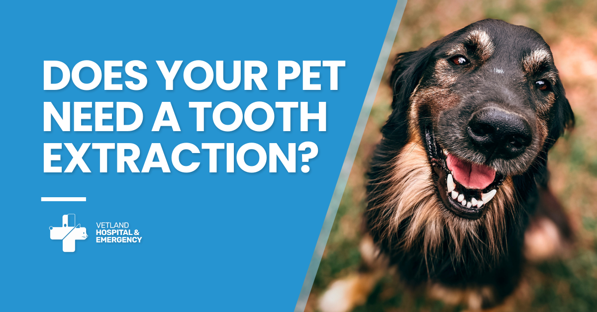 pet tooth extraction