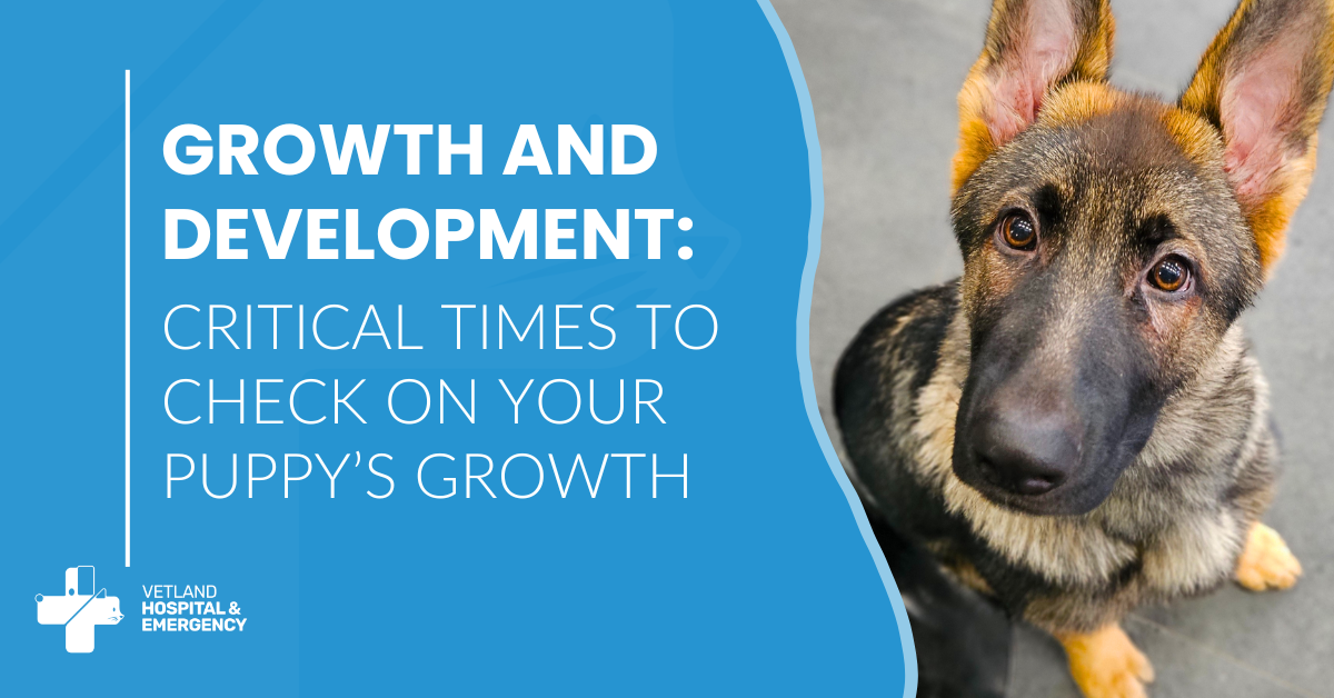 Growth and Development: Critical Times to Check on Your Puppy’s Growth