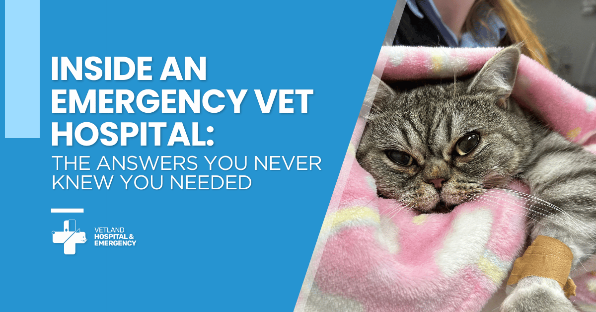 Inside an Emergency Vet Hospital: The Answers You Never Knew You Needed