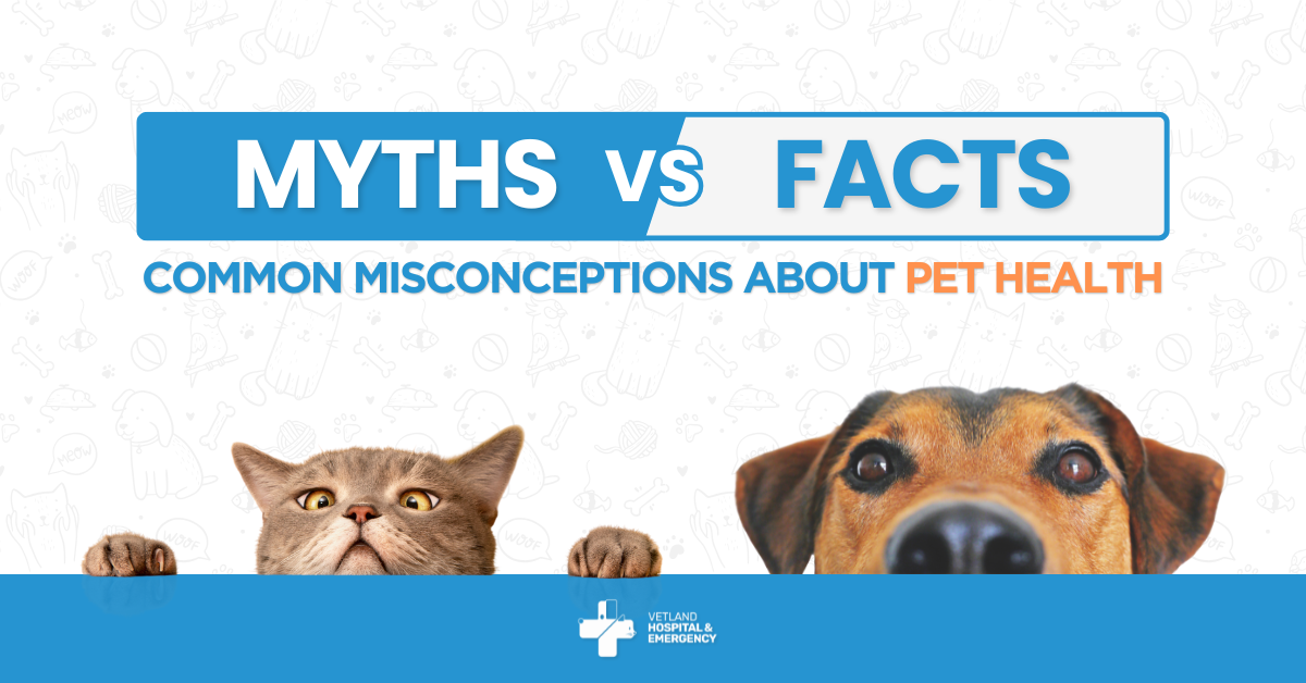 Think You Know Pet Health? These 5 Myths Might Surprise You!