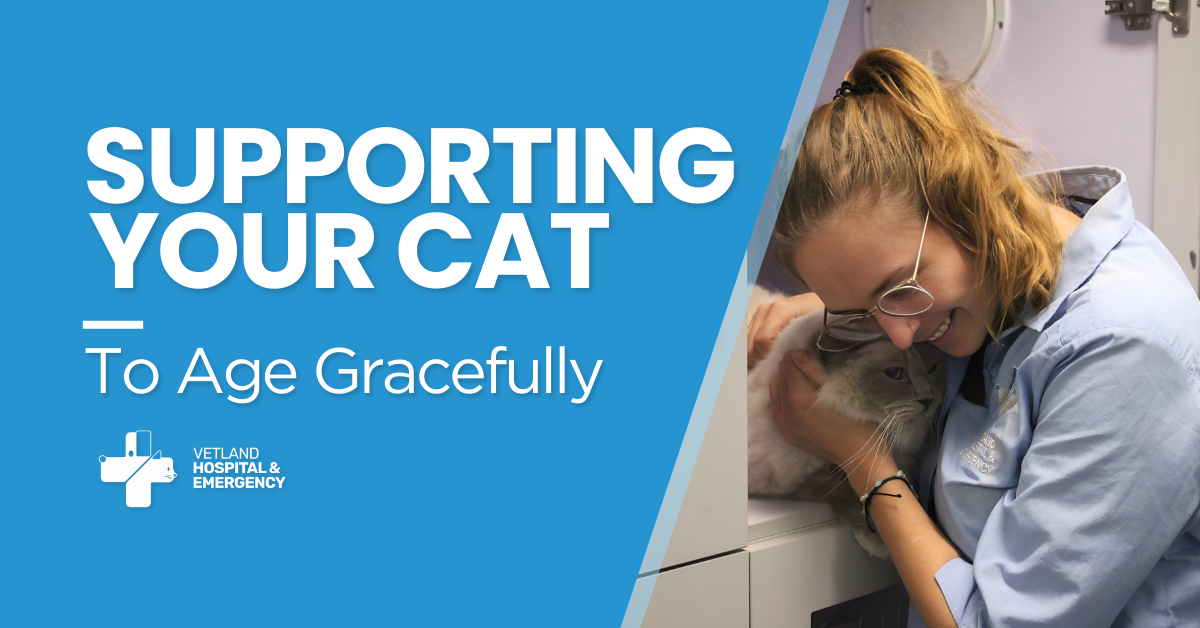 Supporting Your Cat To Age Gracefully