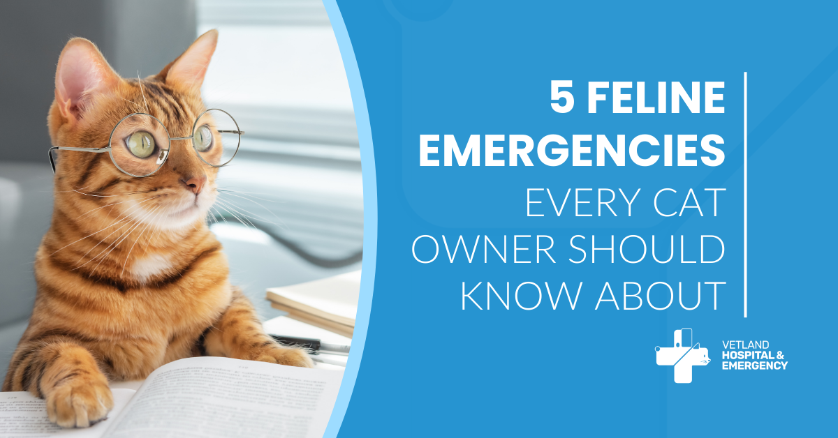 5 Feline Emergencies Every Cat Owner Should Know About