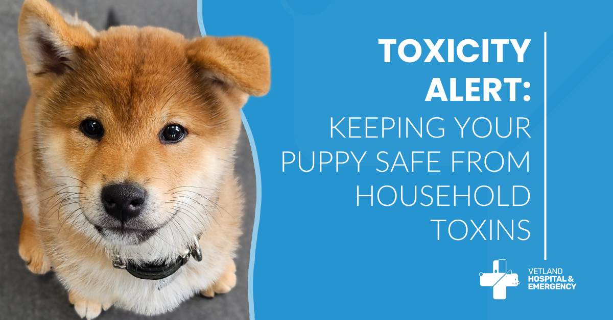 Toxicity Alert: Keeping Your Puppy Safe from Household Toxins