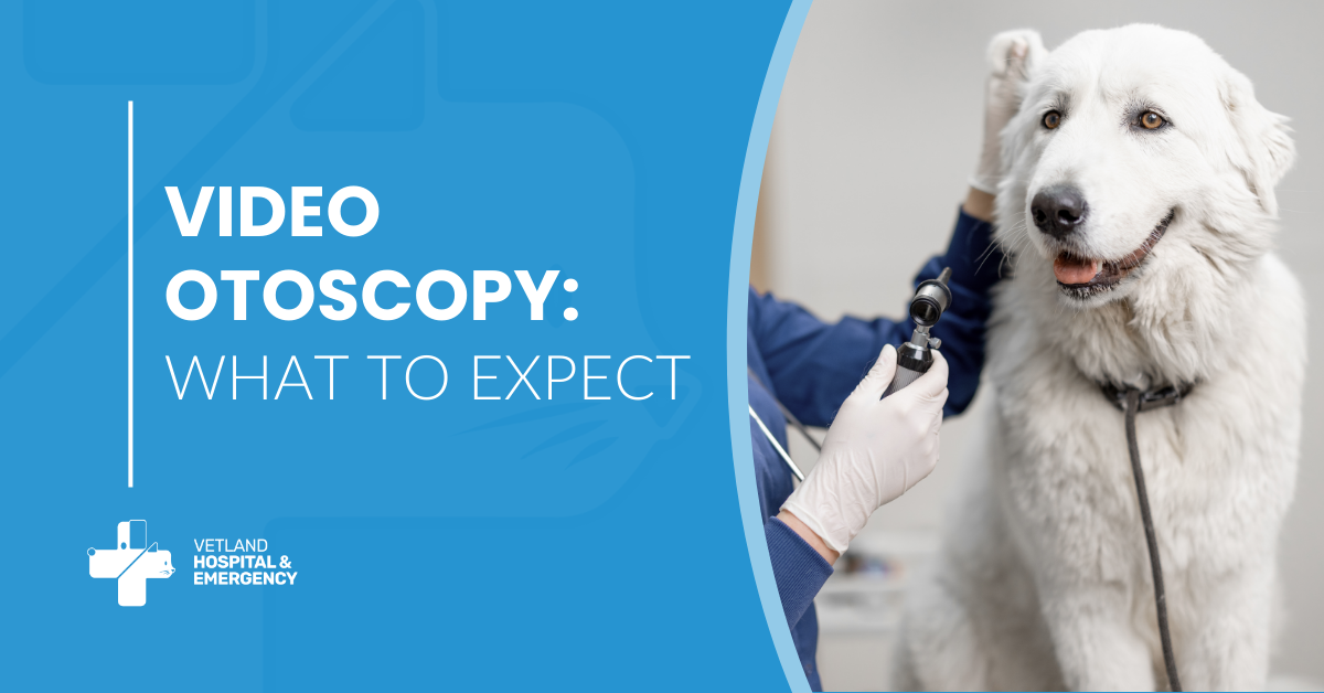 Video Otoscopy: What to Expect