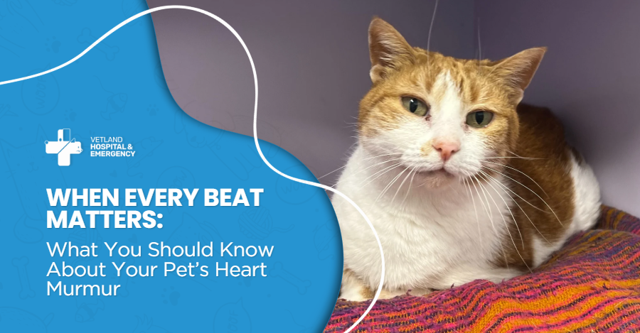 When Every Beat Matters: What You Should Know About Your Pet’s Heart Murmur