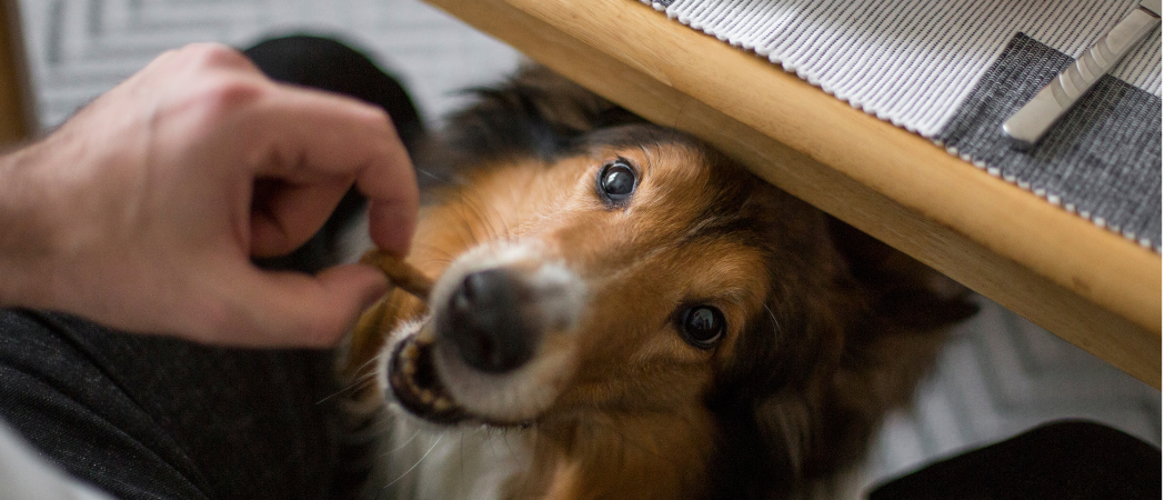 Feeding dog scraps from the table