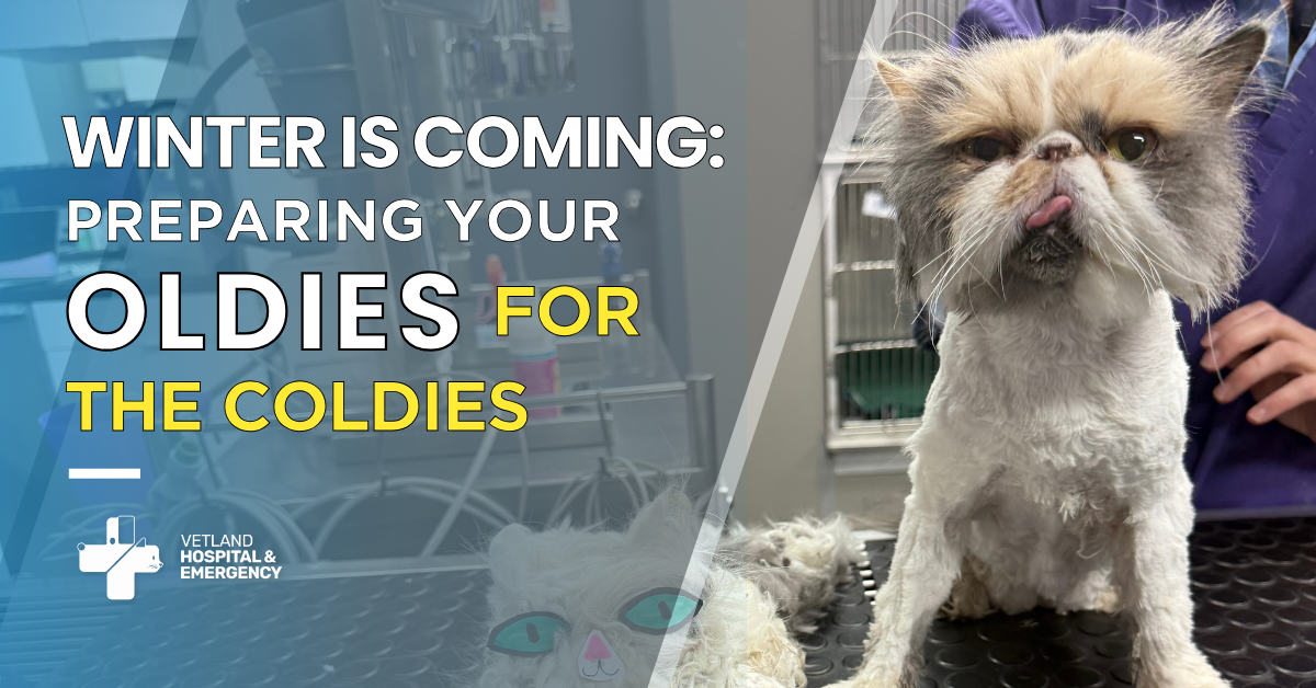 Cat on the clinic table Senior cat receiving a gentle blood test and grooming care during a cosy winter check-up at VetLand Hospital & Emergency.