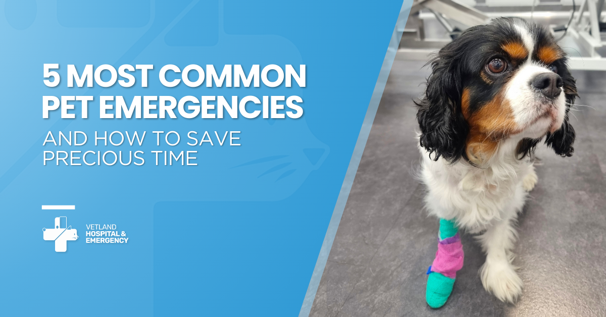 A dog with a bleeding paw wrapped in a clean bandage during emergency treatment at VetLand Hospital & Emergency.
