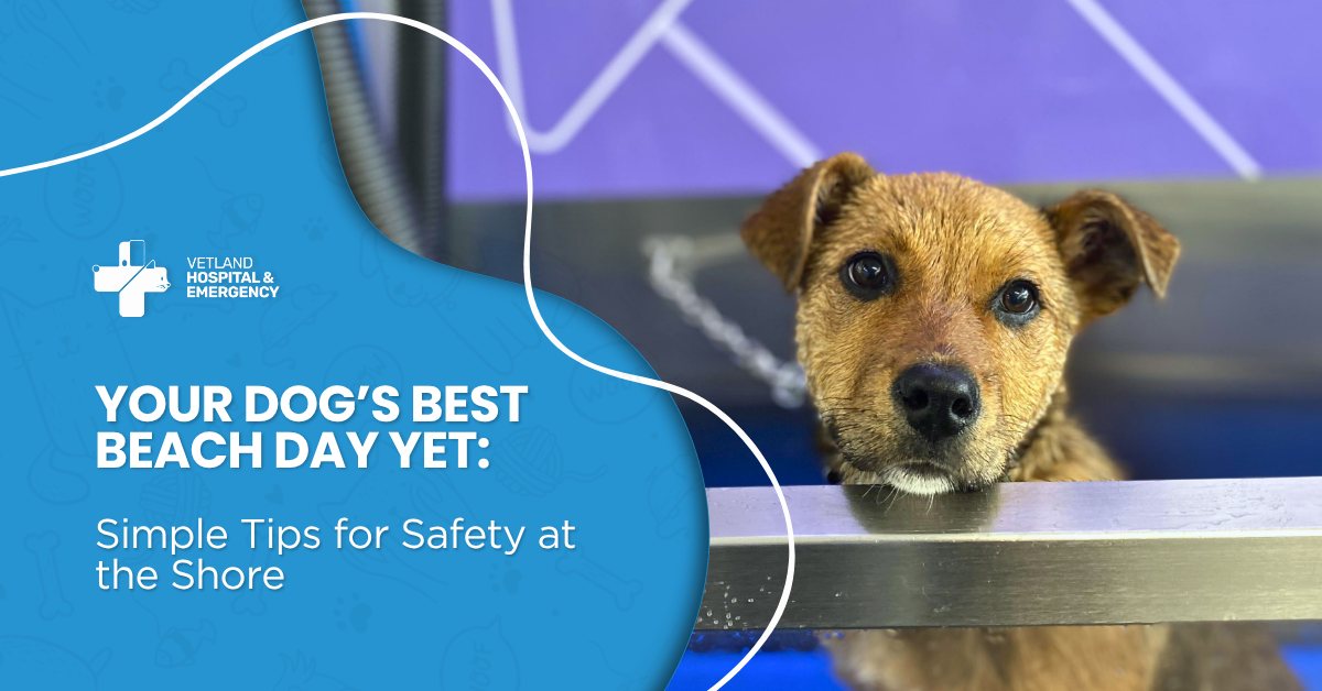 Your Dog’s Best Beach Day Yet: Simple Tips for Safety at the Shore
