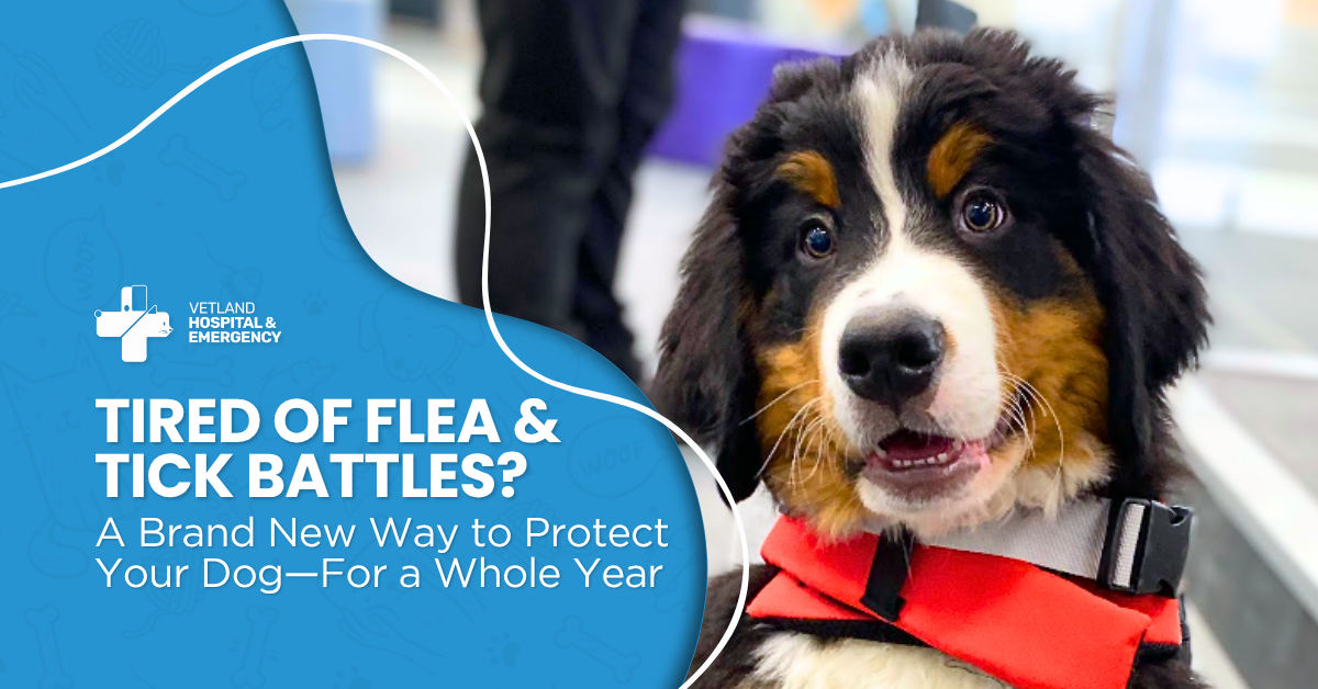 Tired of Flea & Tick Battles? A Brand New Way to Protect Your Dog—For a Whole Year