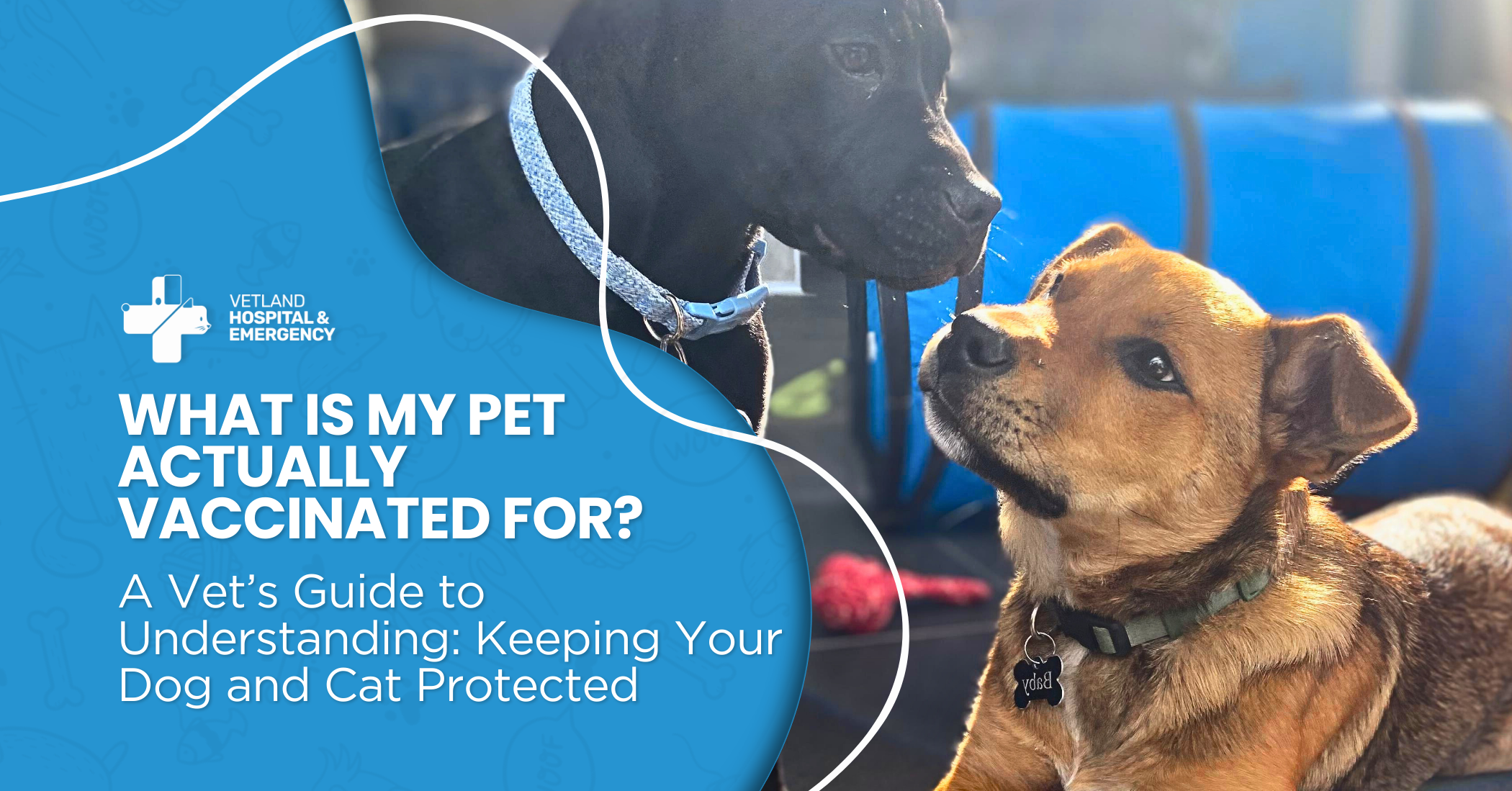 A veterinarian performing a gentle vaccination check on dogs, highlighting smart pet vaccinations, annual health exams, and early detection for better long-term protection.