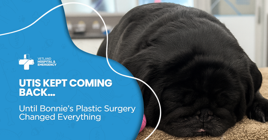 UTIs Kept Coming Back… Until Bonnie’s Plastic Surgery Changed Everything