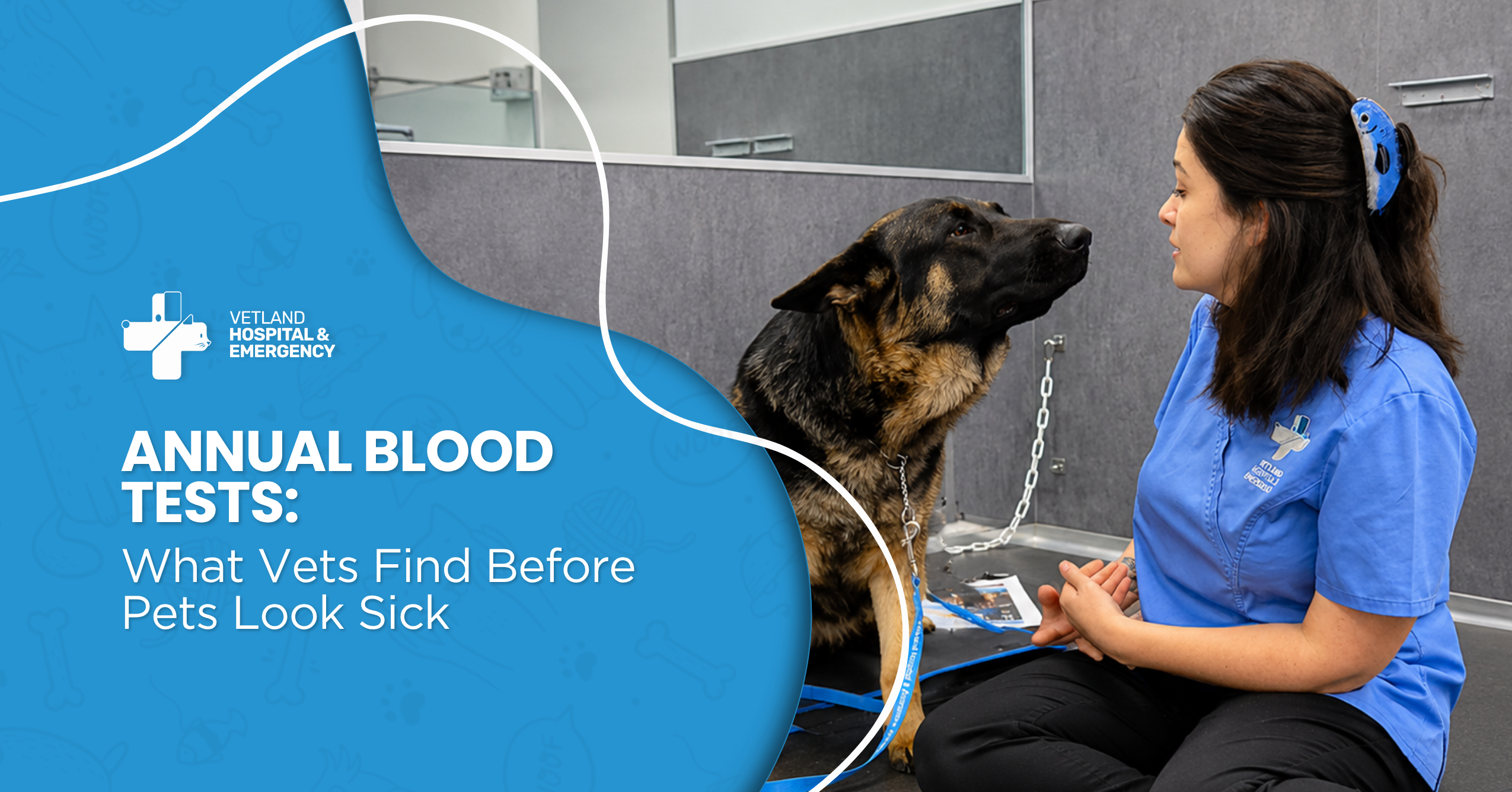 Annual Blood Tests: What Vets Find Before Pets Look Sick