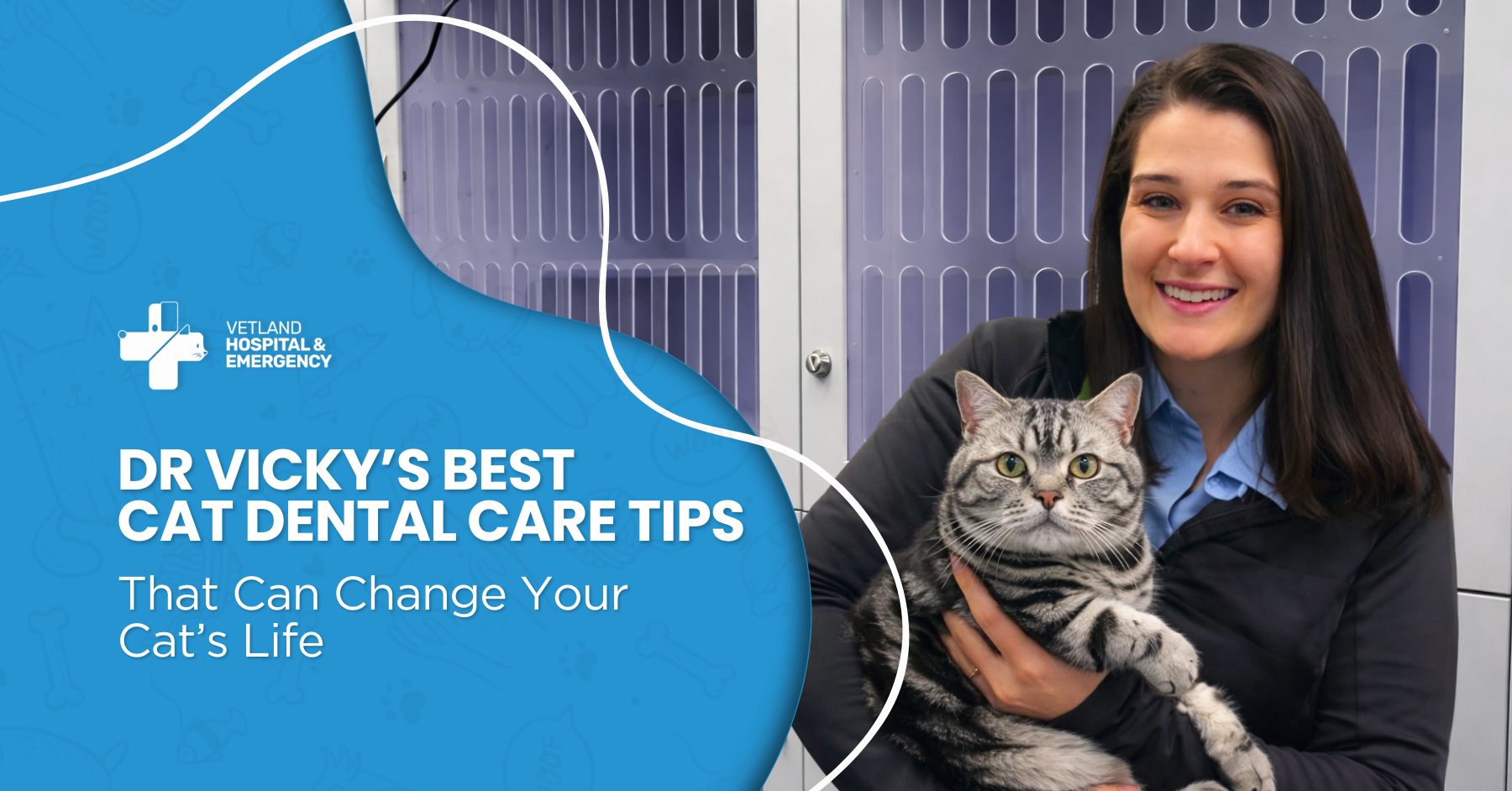 Cat dental care tips showing gentle tooth brushing with gauze, vet-approved diets, and daily habits that protect cats from dental pain and disease.