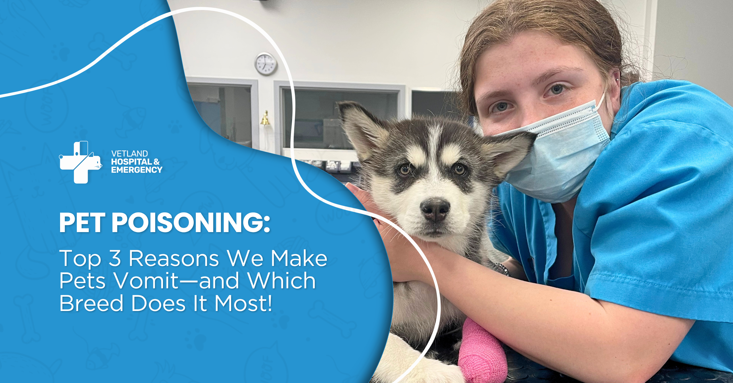 Pet Poisoning: Top 3 Reasons We Make Pets Vomit—and Which Breed Does It Most!