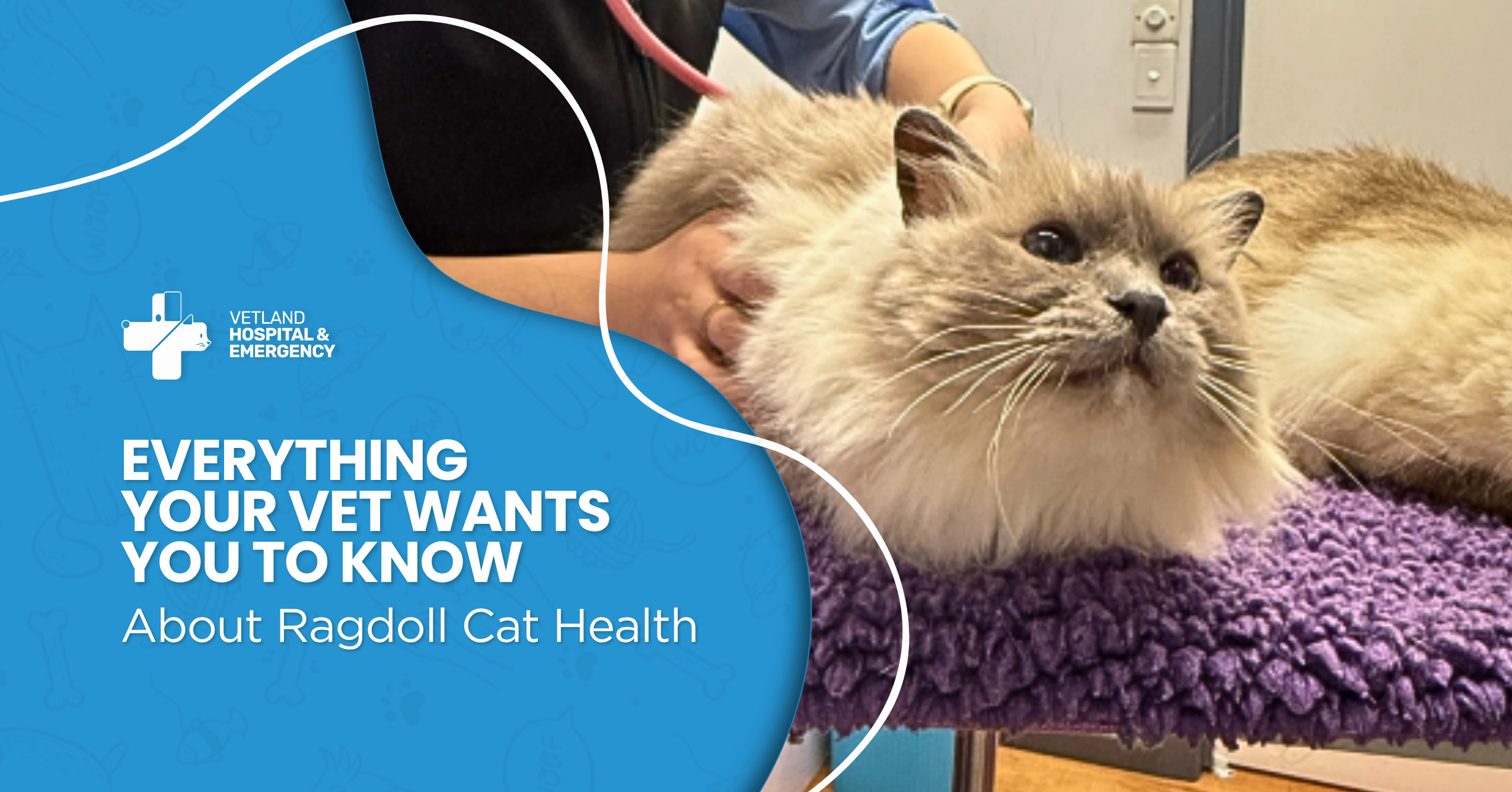 Everything Your Vet Wants You to Know About Ragdoll Cat Health