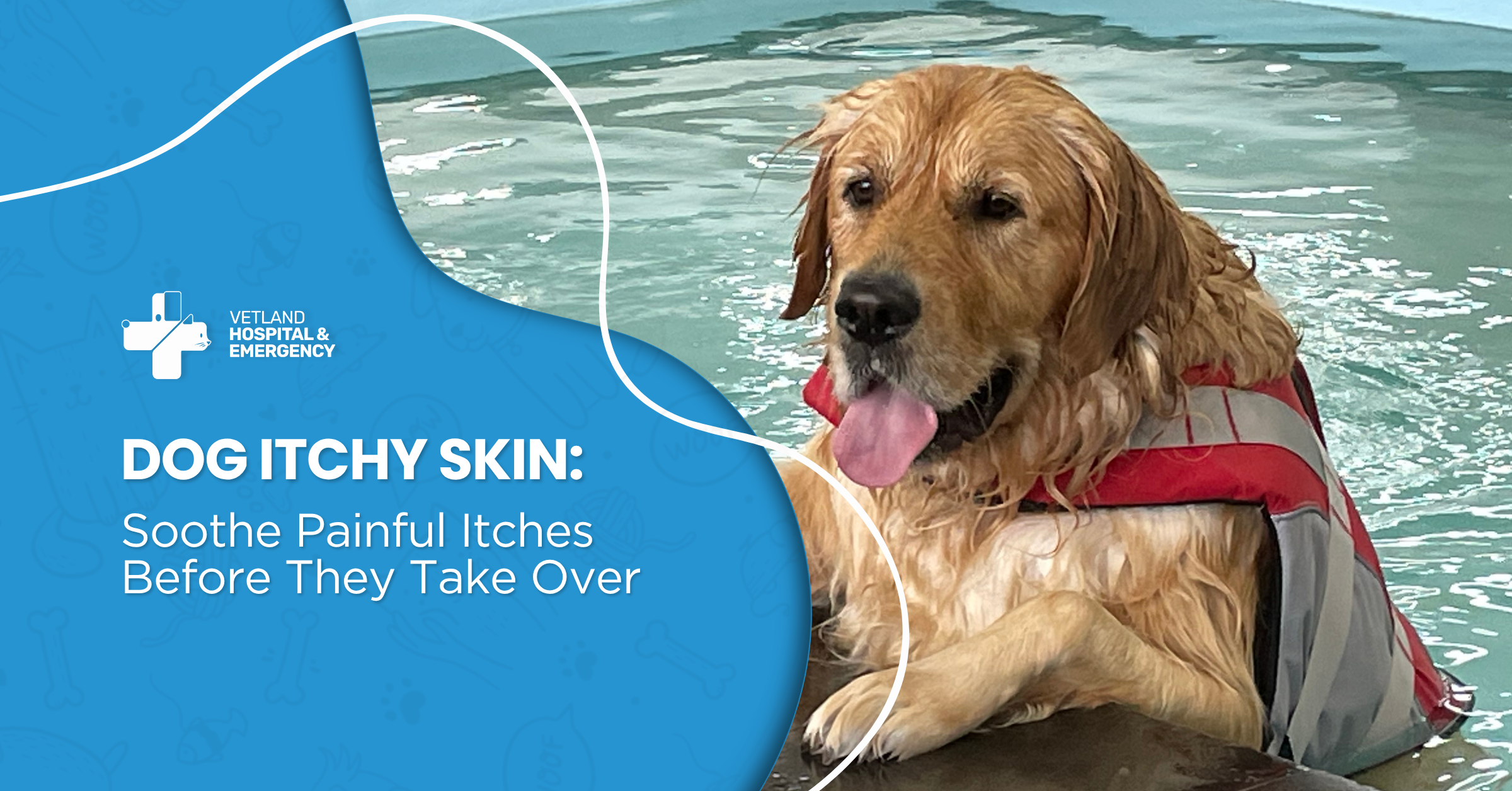 Dog Itchy Skin: Soothe Painful Itches Before They Take Over