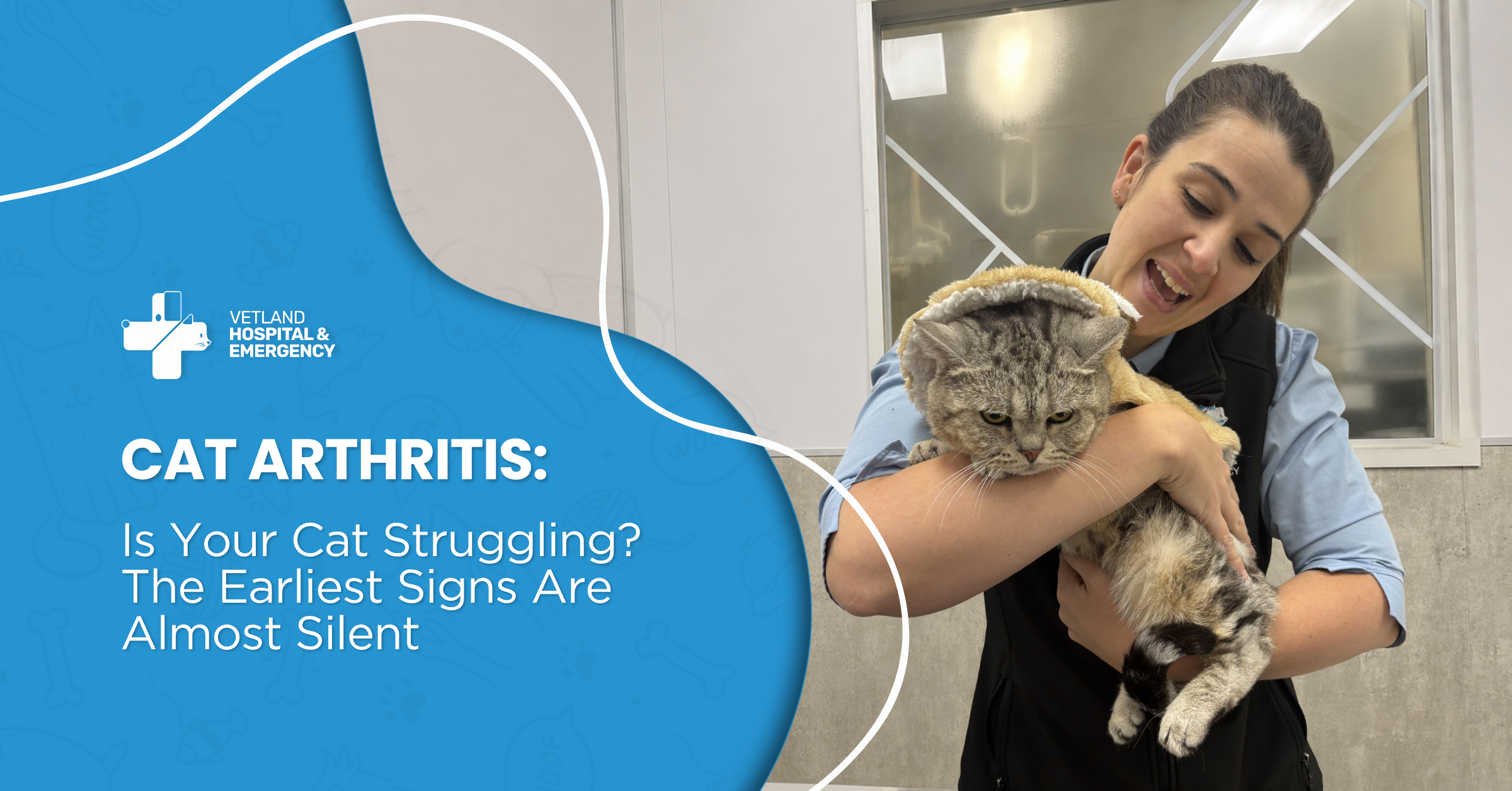 Cat Arthritis: Is Your Cat Struggling? The Earliest Signs Are Almost Silent
