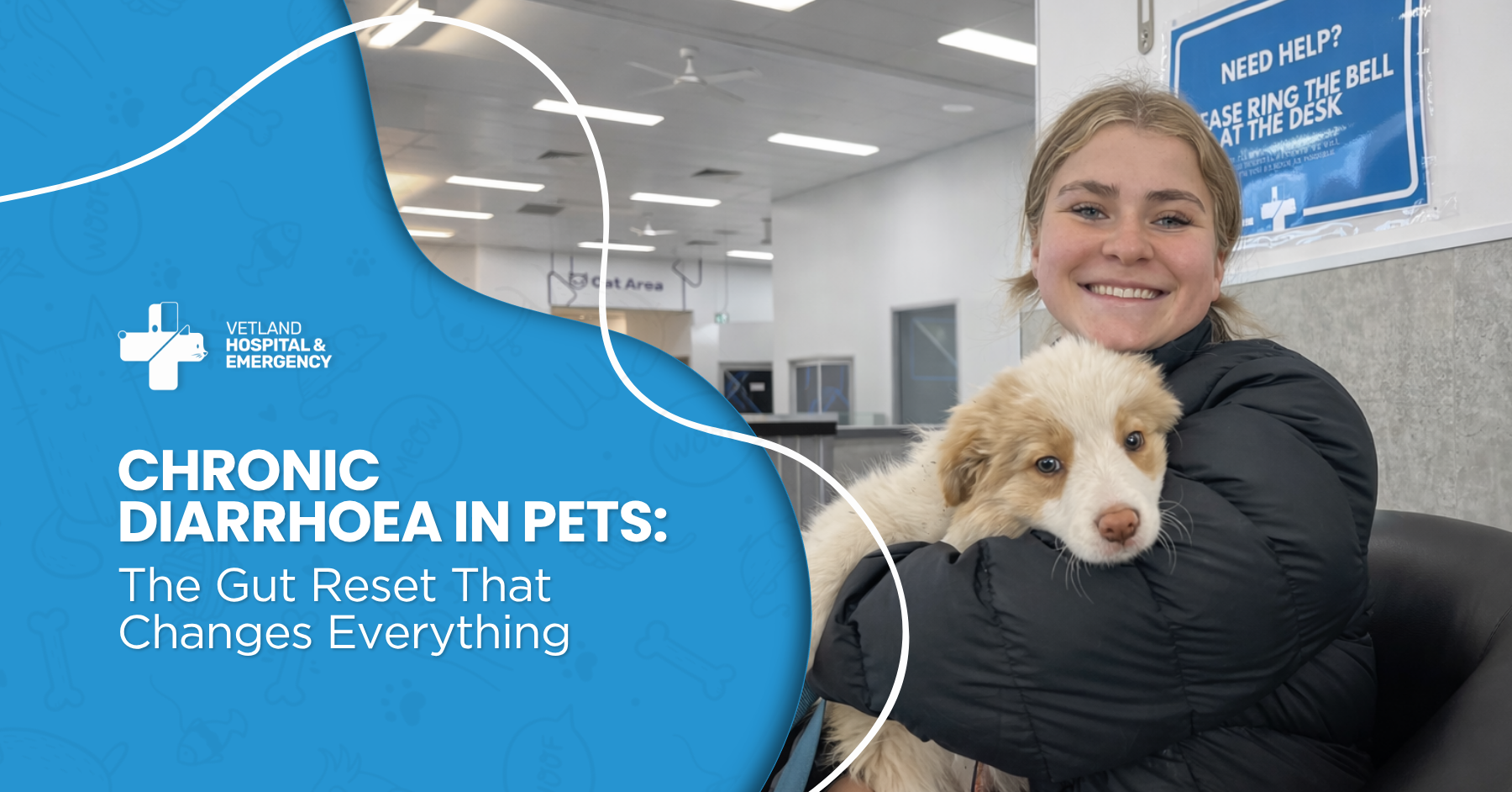 Chronic Diarrhoea in Pets: The Gut Reset That Changes Everything