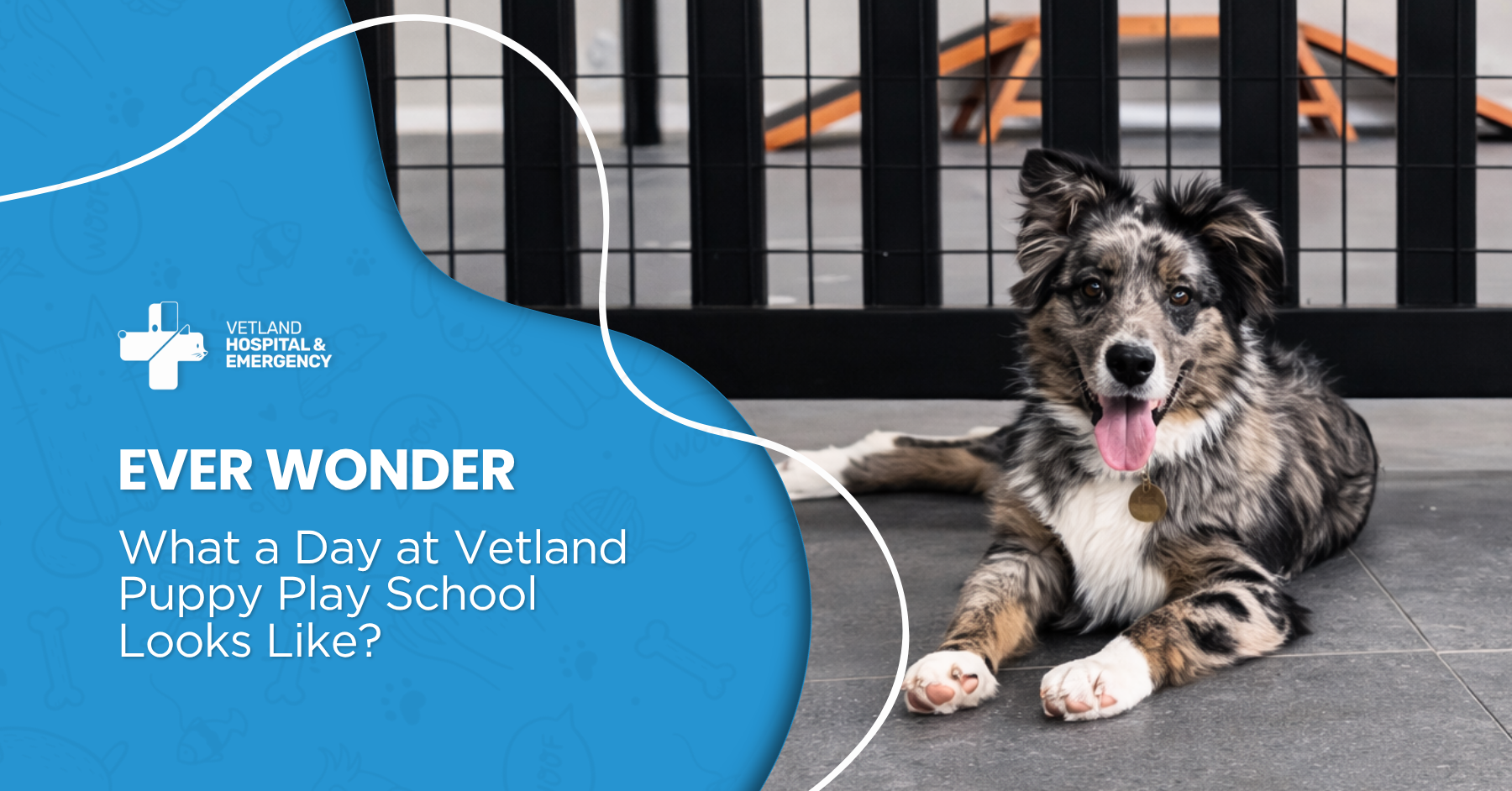 Ever Wonder What a Day at Vetland Puppy Play School Looks Like?