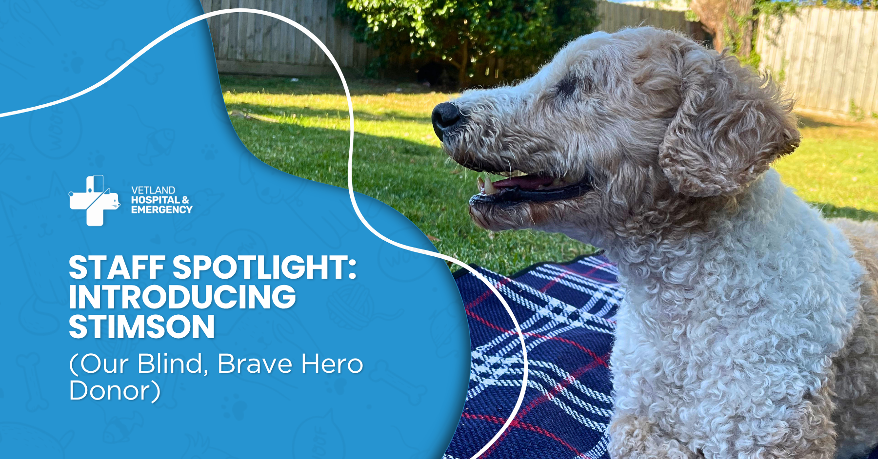 Staff Spotlight: Introducing Stimson (Our Blind, Brave Hero Donor)