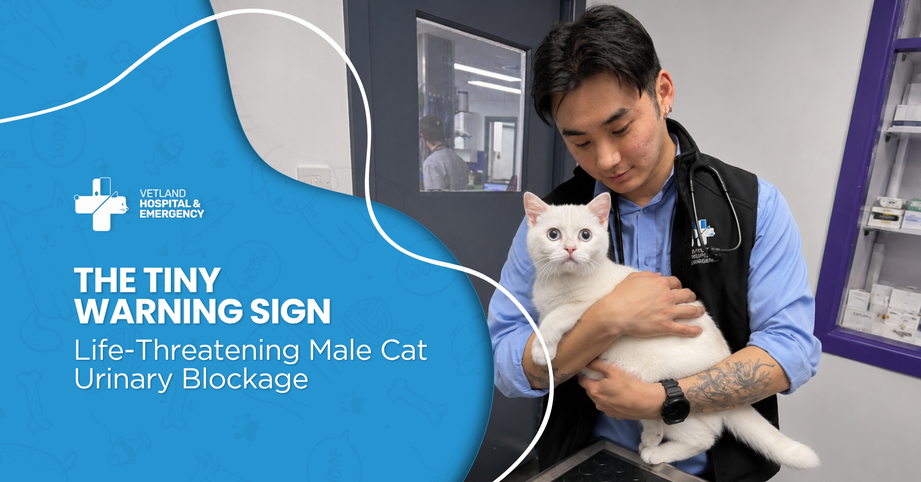 The Tiny Warning Sign Behind a Life-Threatening Male Cat Urinary Blockage