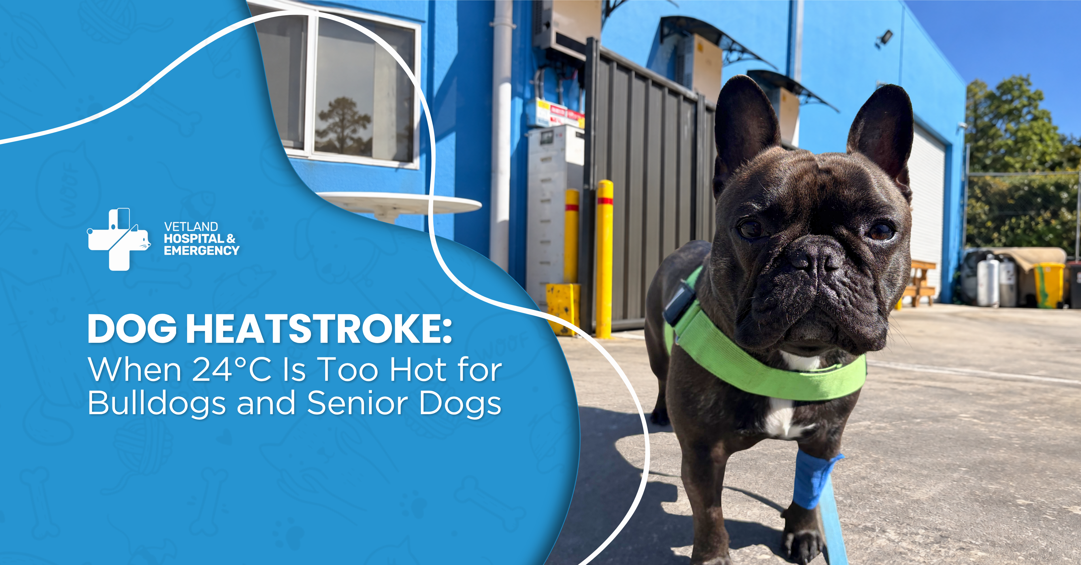 Dog Heatstroke: When 24°C Is Too Hot for Bulldogs and Senior Dogs