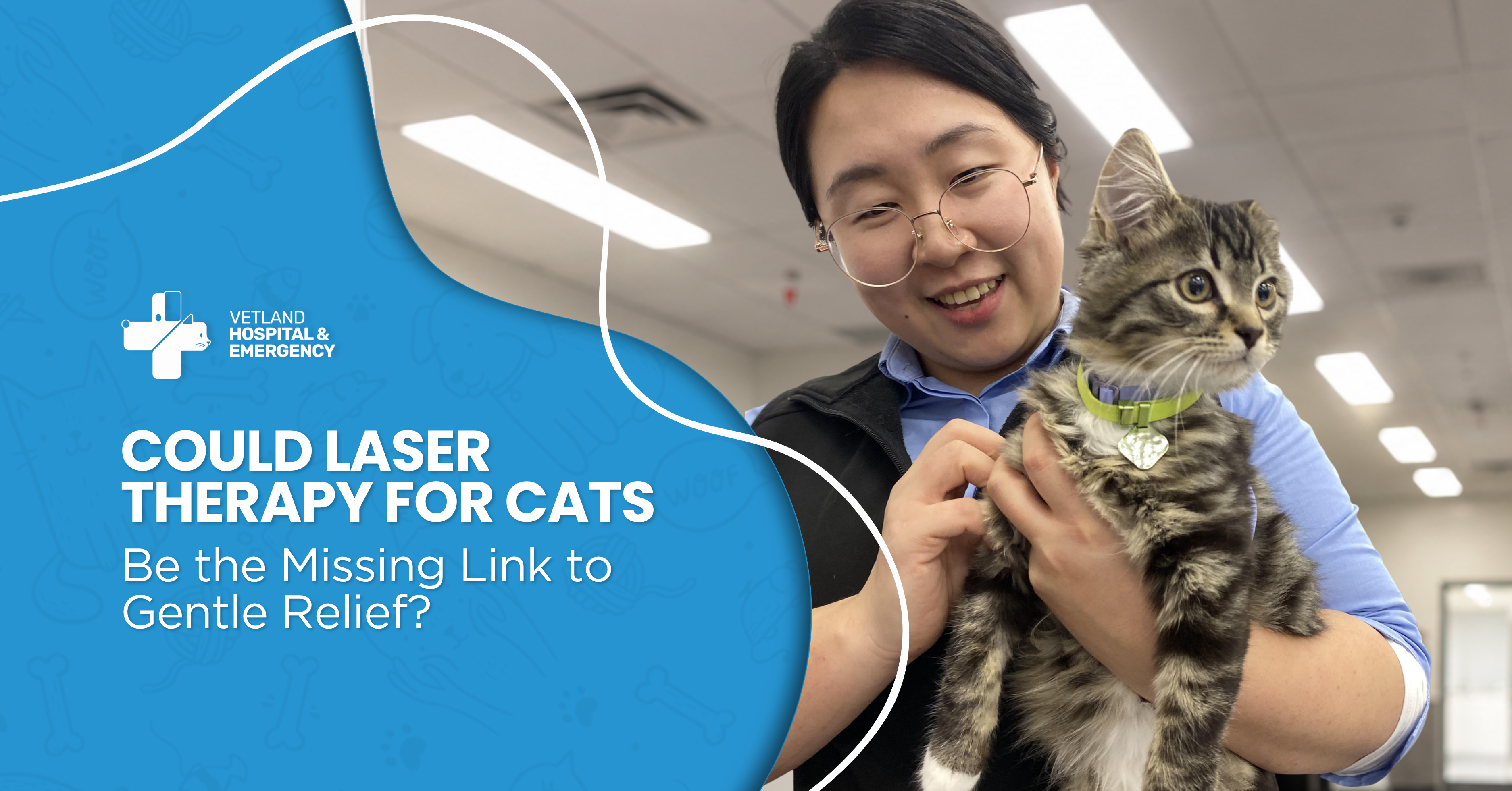 Could Laser Therapy for Cats Be the Missing Link to Gentle Relief?