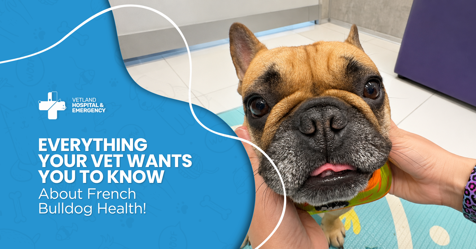 French Bulldog receiving a vet health check for BOAS, breathing problems, spinal health, skin folds and other common French Bulldog health concerns.