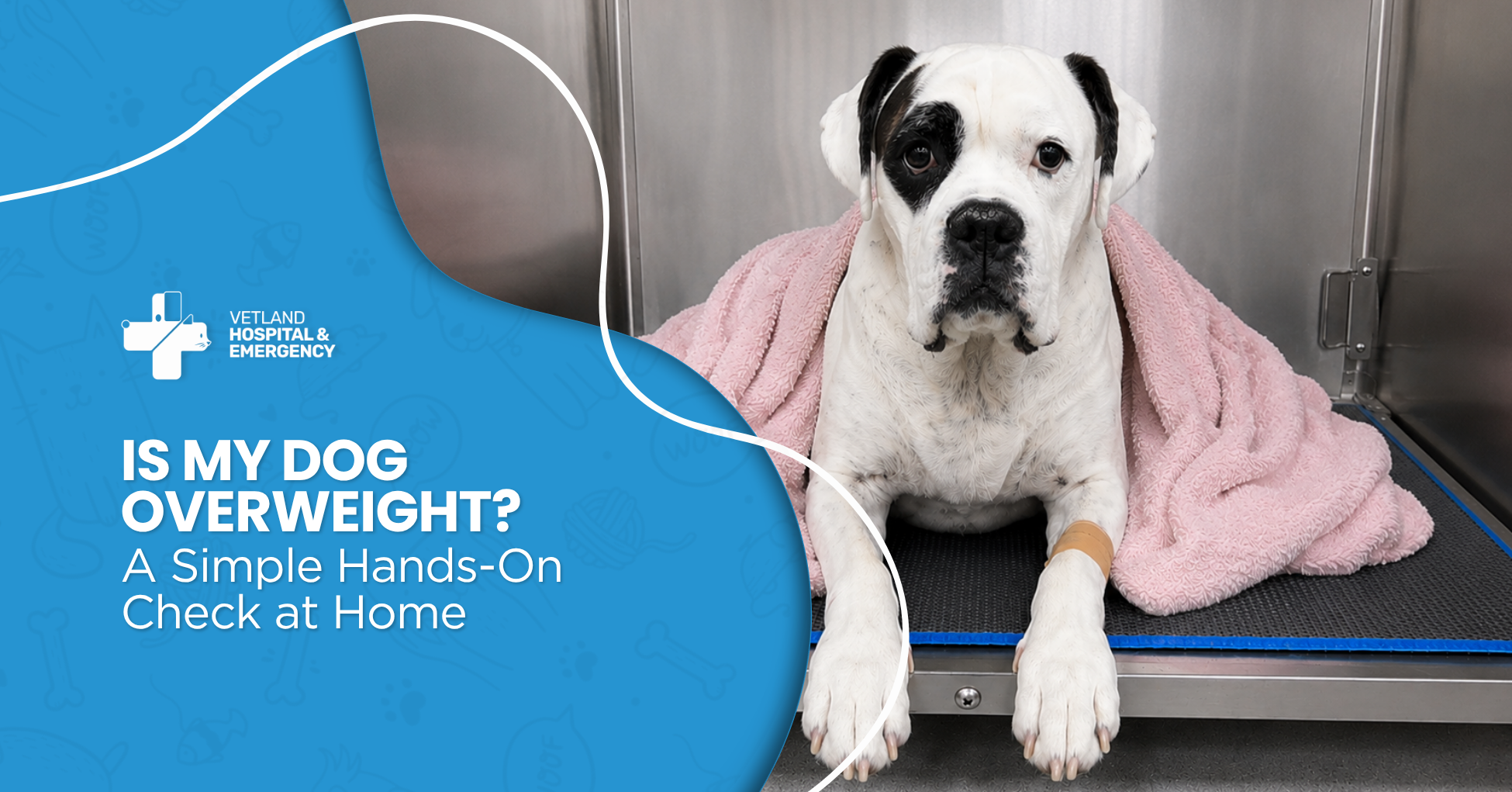 Veterinarian checking an overweight dog’s ribs by hand to assess body condition and help pet parents understand what a healthy weight should feel like.