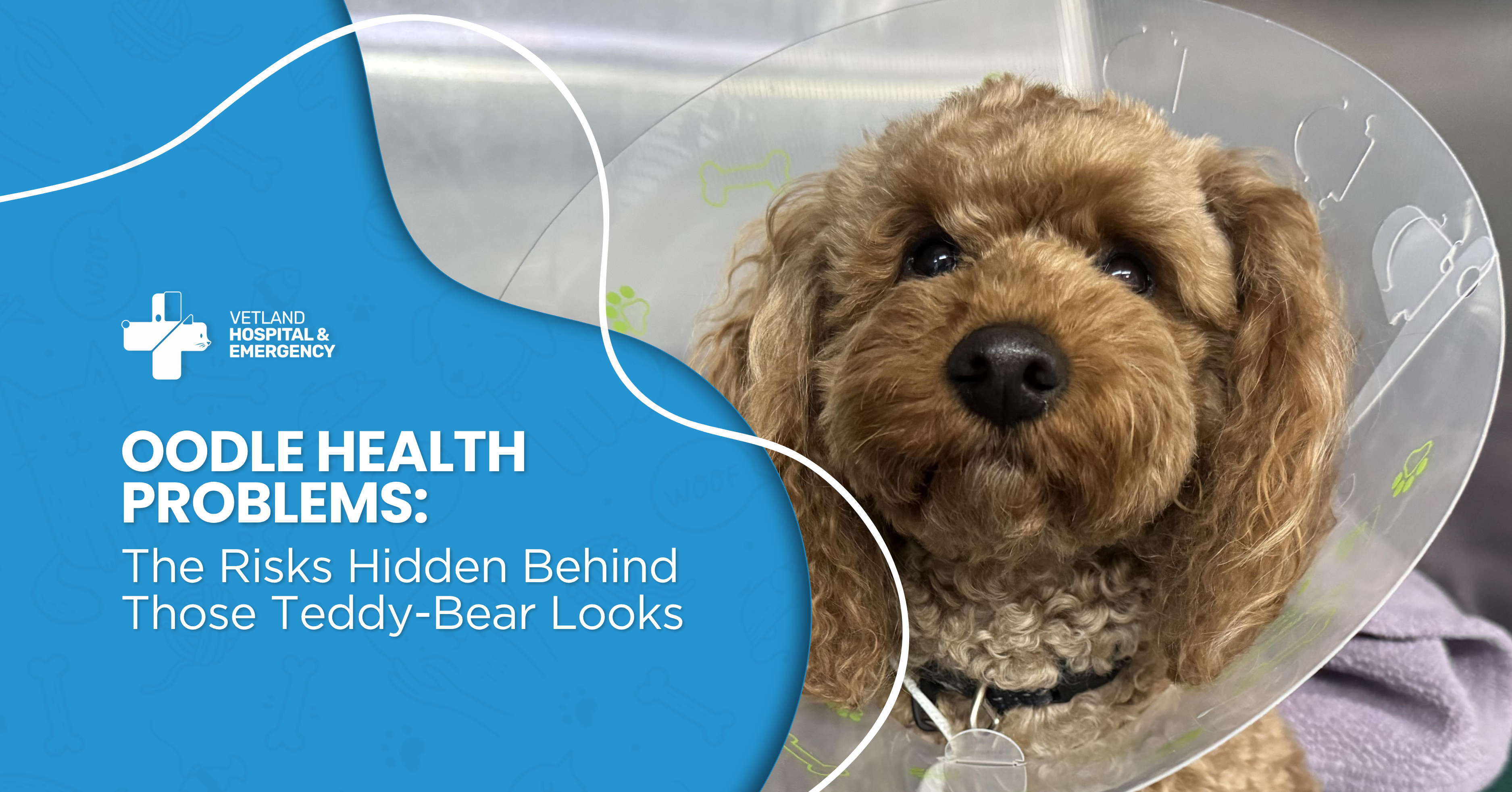 Oodle Health Problems: The Risks Hidden Behind Those Teddy-Bear Looks