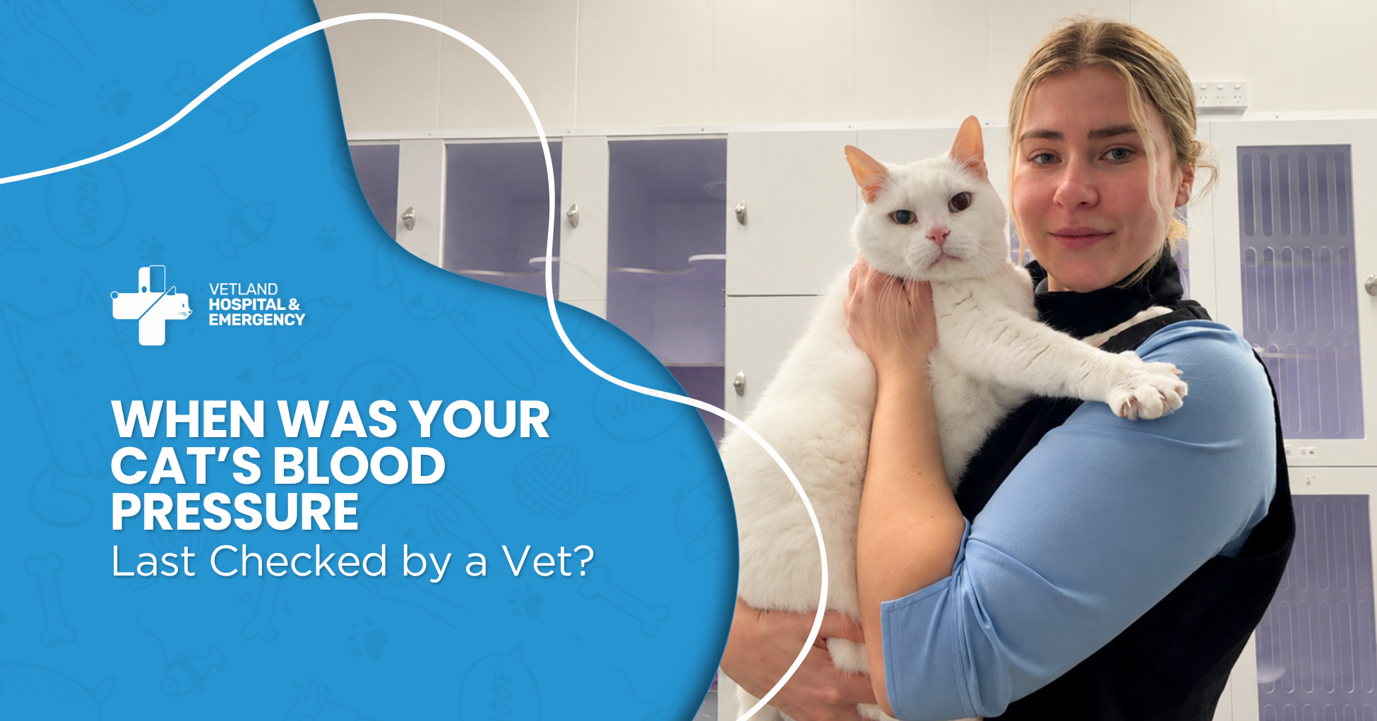 Senior cat receiving a gentle cat blood pressure check using a Doppler, helping detect hidden feline hypertension early and protect their sight, kidneys, and health.