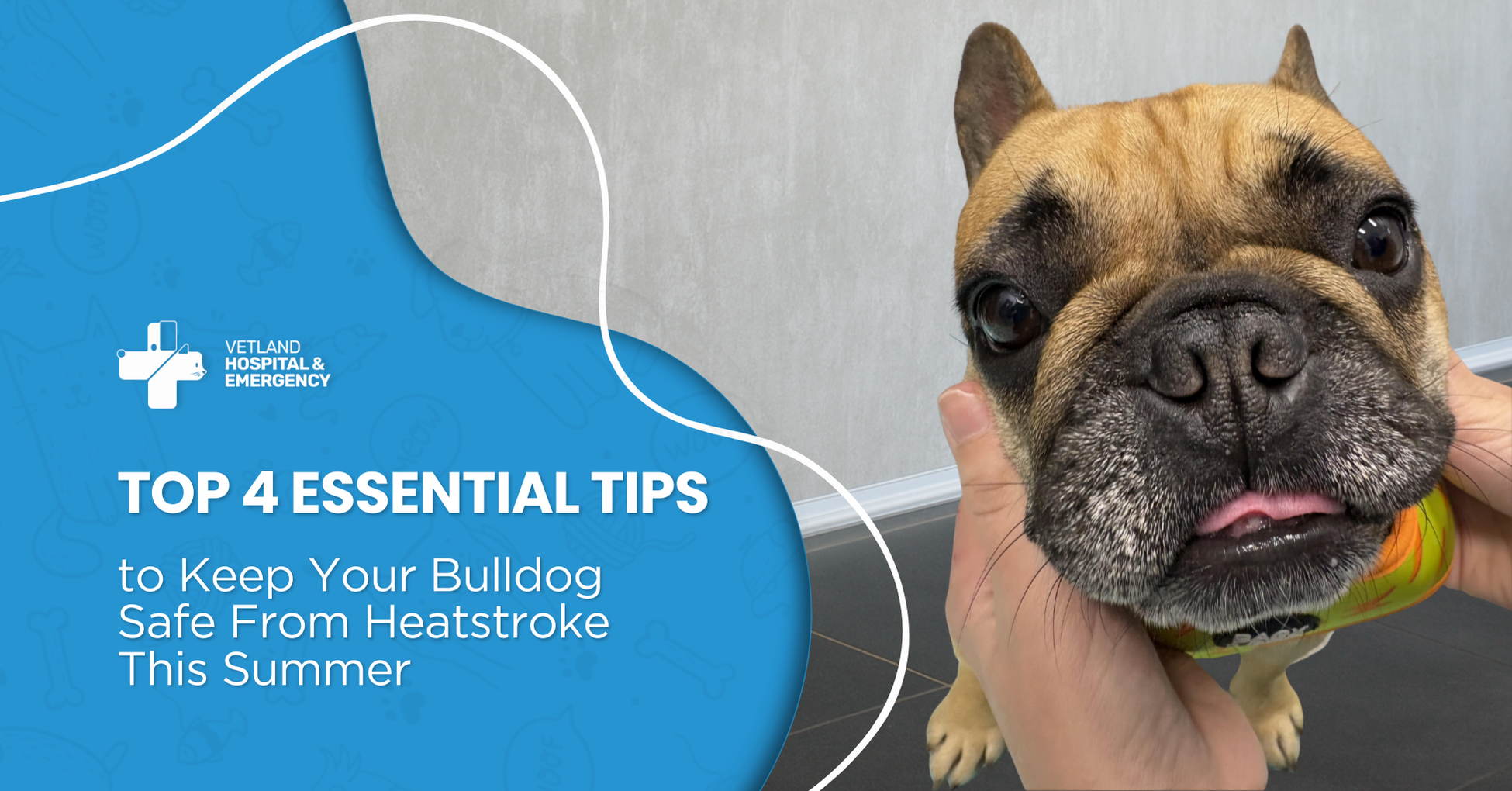 Top 4 Essential Tips to Keep Your Bulldog Safe From Heatstroke This Summer