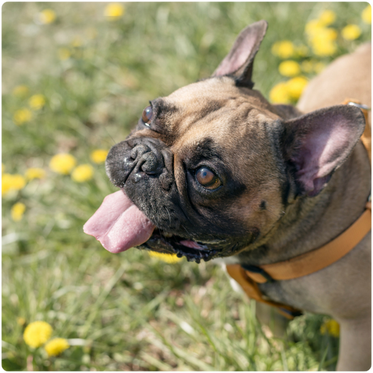 French Bulldog Image (1)