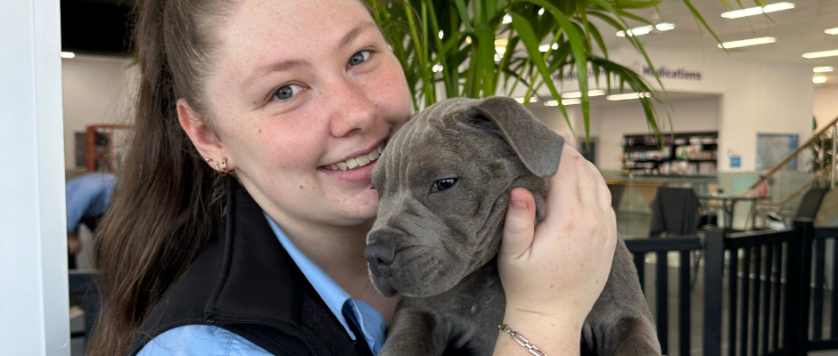 Puppy Academy Different from Puppy School and Puppy DaycareVetLandPuppy AcademyMitcham (4)