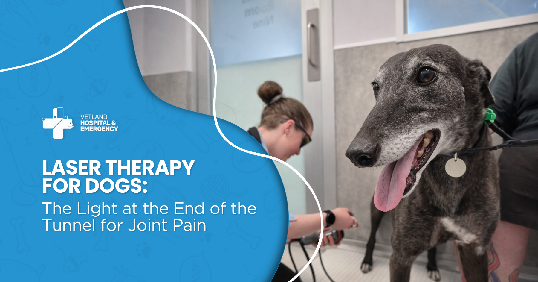 Laser Therapy for Dogs: The Light at the End of the Tunnel for Joint Pain