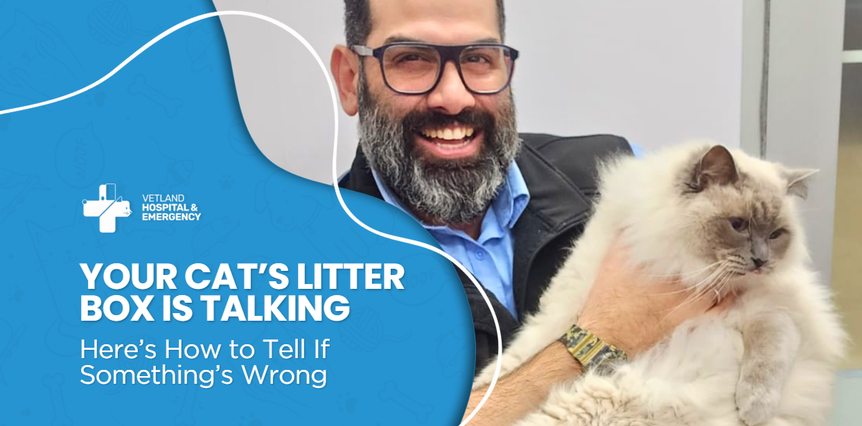 Vet examining cat for urinary issues – early detection of litter box changes can prevent serious conditions in cats.