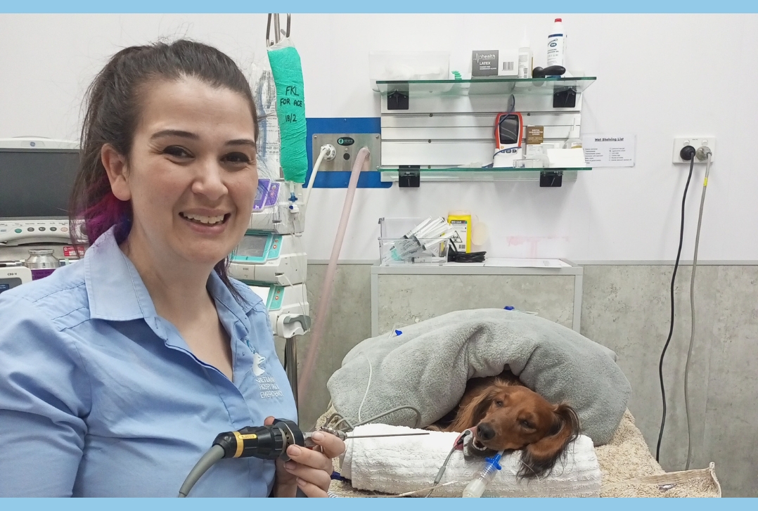 dachshund endoscopy