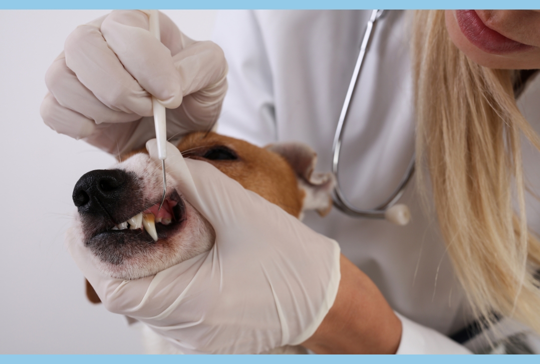 saving teeth through advanced dental care